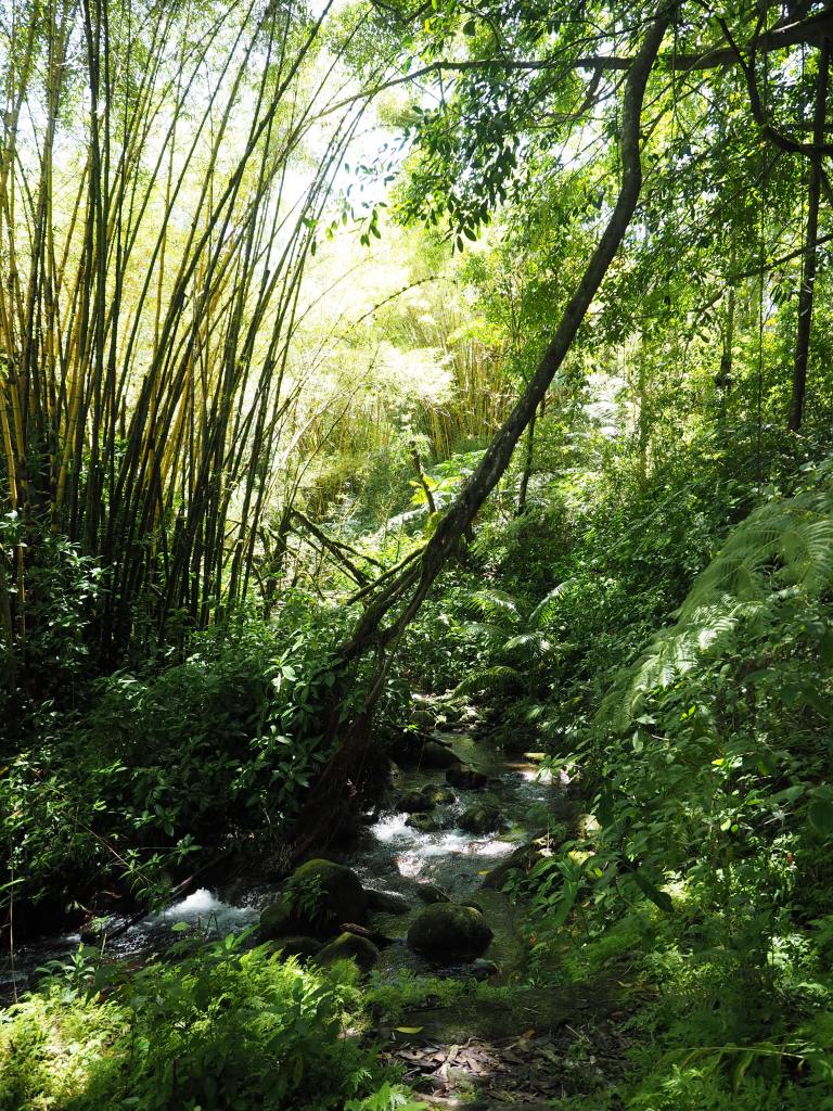 Hamakua Coast Scenic Drive